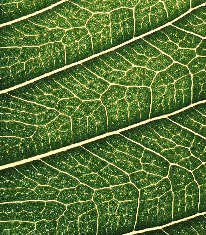 Peaceful organic leaf pattern with digital overlay effects